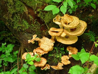 Пазл «Mushrooms in moss»