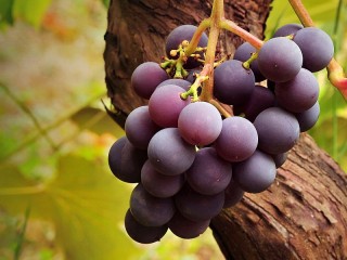 Jigsaw Puzzle «Bunch of grapes»