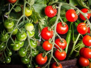 Jigsaw Puzzle «bunches of tomatoes»