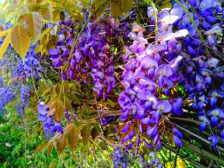 Puzzle «Clusters of wisteria»