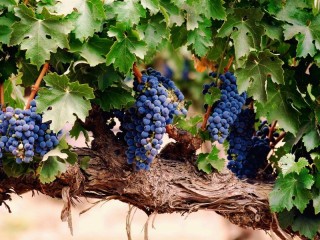 Пазл «Гроздья винограда»