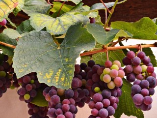 パズル «bunches of grapes»