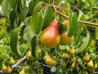 Bulmaca «Pears»