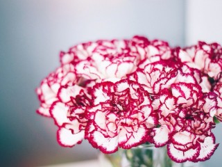 Jigsaw Puzzle «Double carnations»