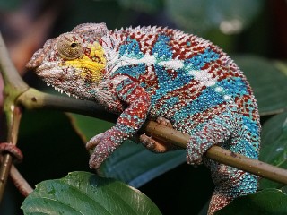 Bulmaca «Chameleon»