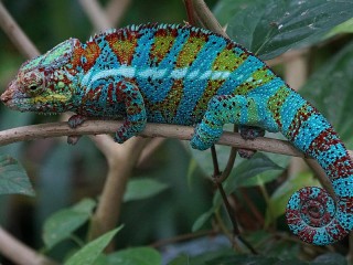 Rätsel «Chameleon»