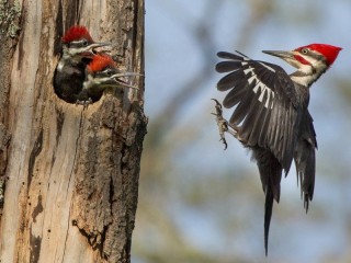 Quebra-cabeça «Pileated woodpecker»