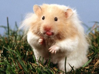 Jigsaw Puzzle «Hamster»