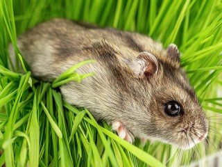 Jigsaw Puzzle «Hamster in the grass»