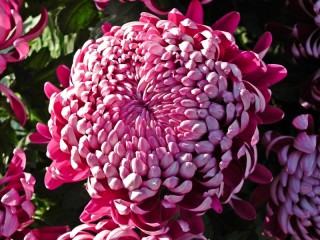 Jigsaw Puzzle «Chrysanthemum»