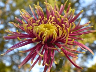 Zagadka «Chrysanthemum»