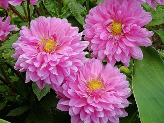 Zagadka «Chrysanthemum»