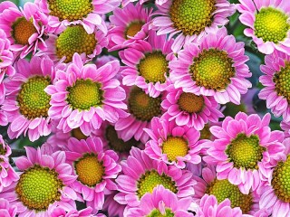 Rompicapo «Chrysanthemum»