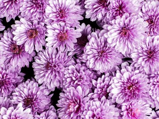 Слагалица «Chrysanthemums»