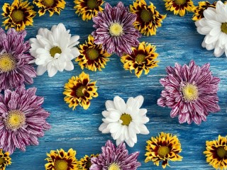 Пазл «Chrysanthemums»