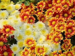 Jigsaw Puzzle «Chrysanthemums»
