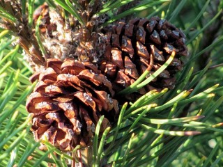 Zagadka «Needles and cones»