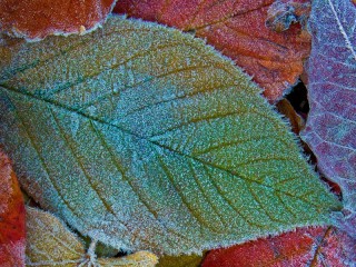 Jigsaw Puzzle «Hoarfrost on foliage»