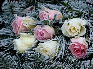 Rompecabezas «Frost on flowers»