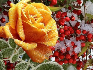 Пазл «Иней на цветке»