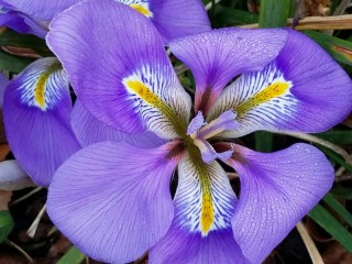 Rompicapo «Iris»