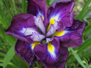 Rätsel «Iris»