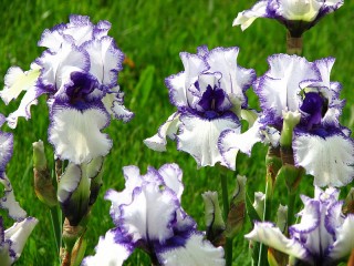 Rätsel «Irisi»