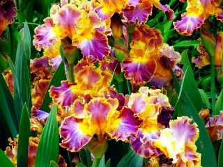 Puzzle «Irises»