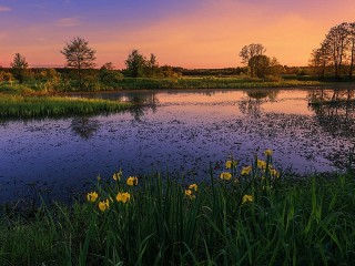 Rompecabezas «Irises by the pond»