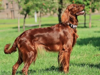 パズル «Irish setter»