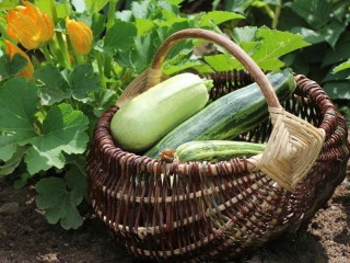 Slagalica «Zucchini in a basket»