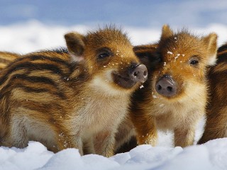 Jigsaw Puzzle «Young boars»