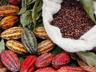 Jigsaw Puzzle «cocoa beans»