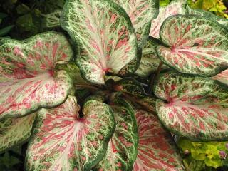 Пазл «Caladium»