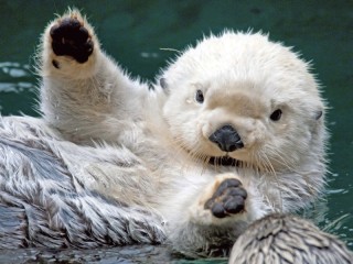 Пазл «sea otter»