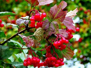 Quebra-cabeça «Kalina in autumn»