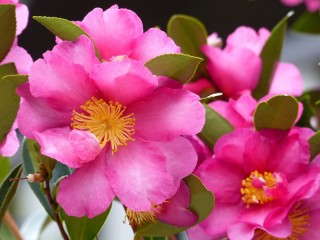 Rompecabezas «Camellia»