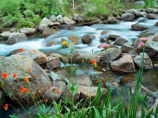 Jigsaw Puzzle «Stones on the river»
