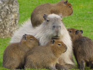 Rompecabezas «Capybara with cubs»