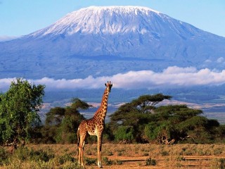 Пазл «Килиманджаро»