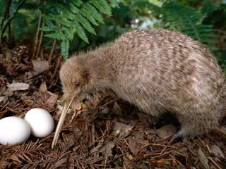 Zagadka «Kiwi at the nest»