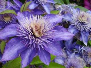 Jigsaw Puzzle «Clematis»