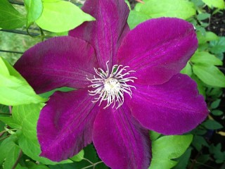 パズル «Clematis»