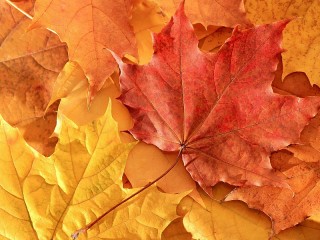 Quebra-cabeça «Maple Autumn»