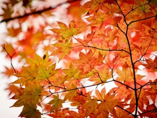 Quebra-cabeça «maple autumn»