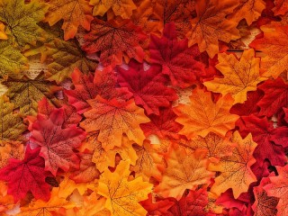 Jigsaw Puzzle «Maple leaves»