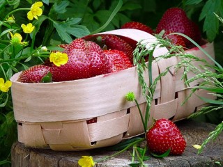 Jigsaw Puzzle «Strawberries and buttercups»