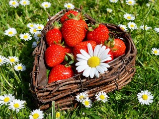 Quebra-cabeça «Strawberries and chamomile»