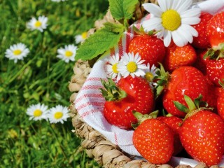 Quebra-cabeça «Strawberries with camomiles»