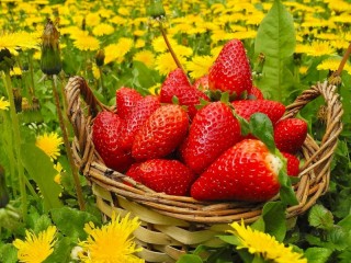 Rompecabezas «Strawberries in dandelions»